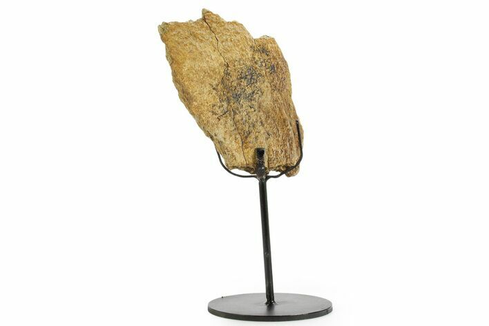 Fossil Triceratops Limb Section w/ Metal Stand - South Dakota #363591